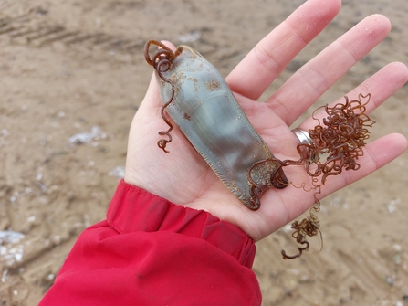 Eggcase Hunting - Nursehound Eggcase ©Amy Pennington