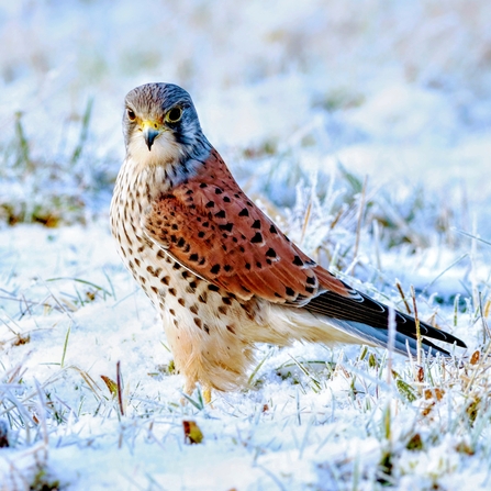 Kestrel stood on snowy grass
