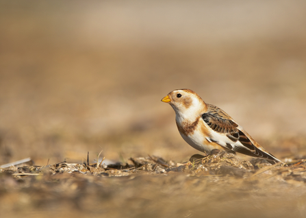 Snow bunting 