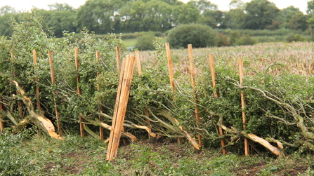 A hedge of twisted tree branches in a field, supported by pale wooden posts