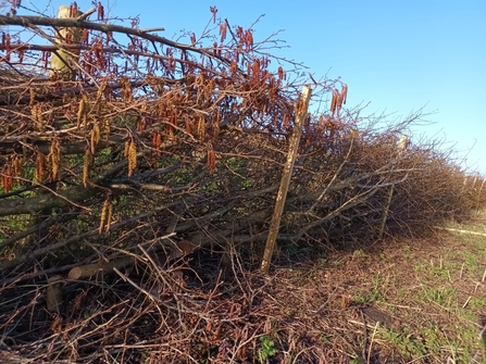 Alder branches woven between wooden posts to make a hedge at Lunt Meadows