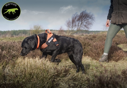 A black labrador wearing an orange harness indicating into a patch of heather as its handler follows behind