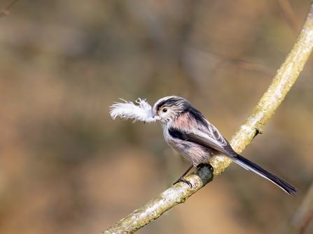 Long tailed tit 