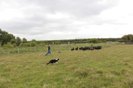 A Lancashire Wildlife Trust Reserve Officer and their sheepdog herding conservation grazing sheep on a nature reserve