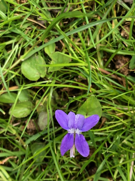 A common dog-violet, photographed from above, nestled amongst bright green grass