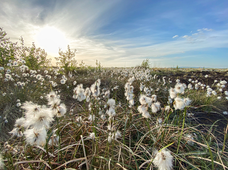 White cotton grass below rays of sunshine and a blue sky