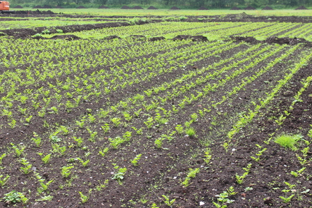 Small celery plugs planted in rows