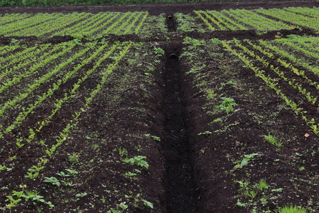 Irrigation channel running between areas planted with celery at the Rindle wetter farming trial