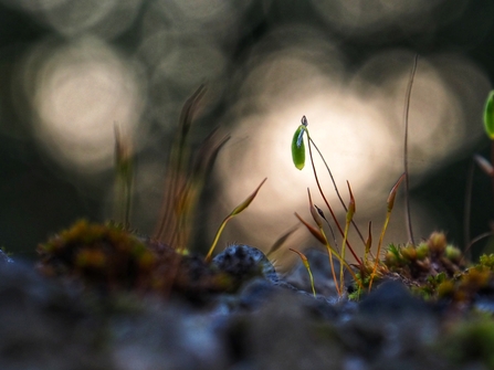 Moss 