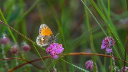 A large heath butterfly nectaring on a heather flower
