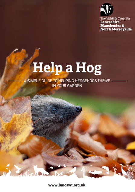 The front cover of Lancashire Wildlife Trust's 'Help a Hog' guide, featuring text on top of a picture of a hedgehog poking its head out of a pile of orange autumn leaves