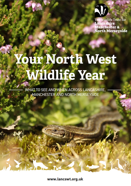 The front cover of Lancashire Wildlife Trust's 'Your North West Wildlife Year' guide, featuring text on top of a picture of a common lizard amongst flowering heather