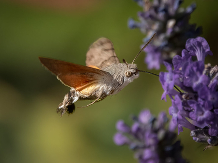 Elephant hawk moth 