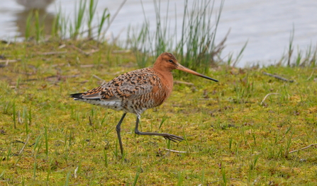 Black-tailed godwit by Adam Jones