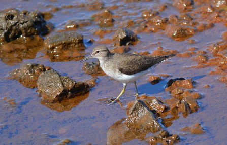 Common sandpiper by Adam Jones