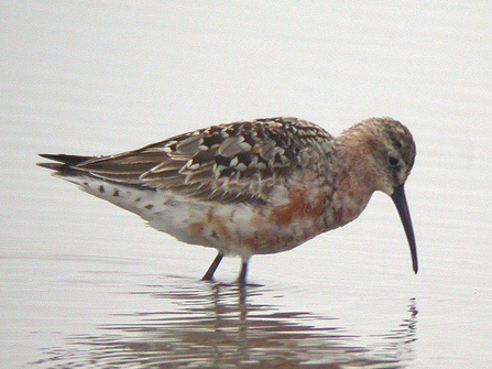 Curlew sandpiper by Dave Appleton