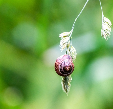 Snail 