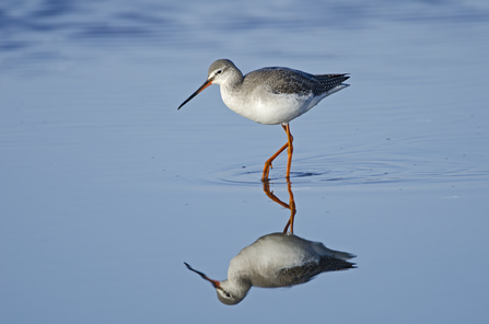 Spotted redshank by David Tipling/2020VISION