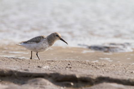 Dunlin by Tom Hibbert