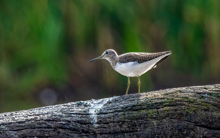 Green sandpiper by Pete Richman