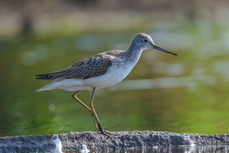 Greenshank by Pete Richman