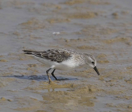Little stint by Derek Moore