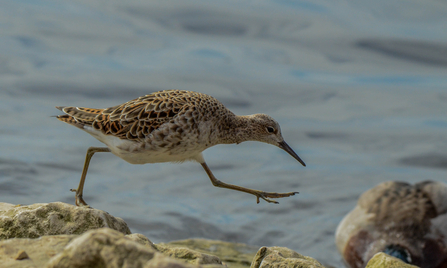 Ruff by Pete Richman