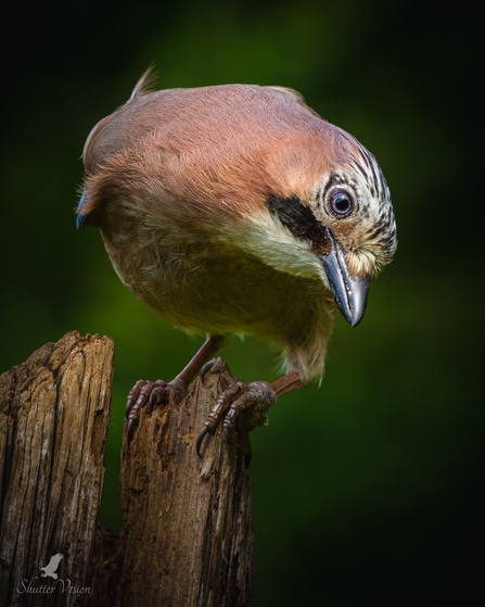 Jay 