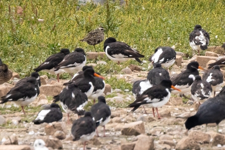 American golden plover at Seaforth Nature Reserve stood amongst some oystercatchers 