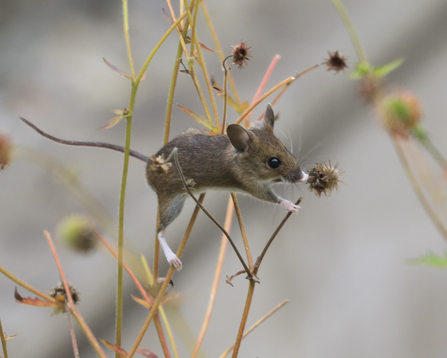 Field mouse amongst the Geums by Irena Przybyl