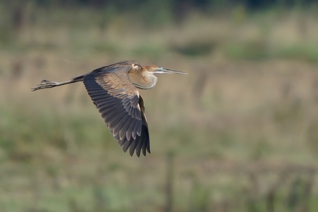 Purple heron swoops over meadow lake