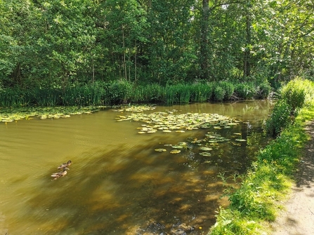 Harpurhey Ponds and Reservoirs