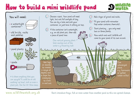 How to build a mini wildlife pond