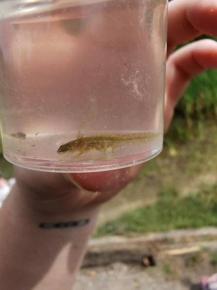 Newt Larvae found pond dipping at Broadhurst Clough 