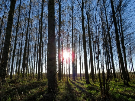Light shining through trees at mawdesley moss