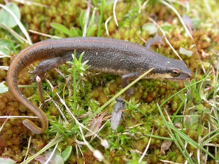 later identified through eDNA as a Palmate Newt (Below: photographed by Philip Precey)