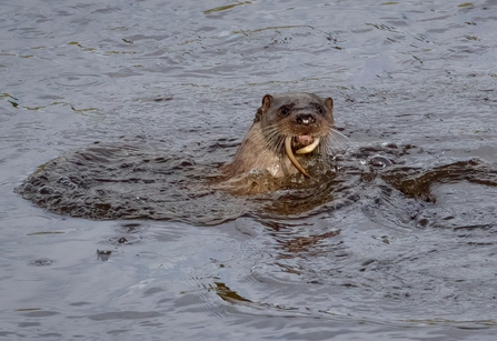 Otter eating an Atlantic eel at Brockholes Nature Reserve