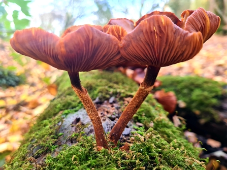 Kuehneromyces mutabilis, Sheathed Wood Tuft 