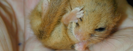 Dormouse in hand