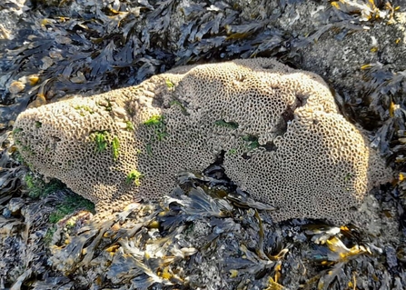 Honeycomb worm at Rossall