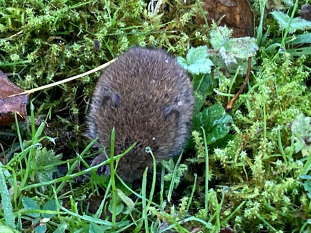 Bank vole eating dandelions at the Etihad Stadium