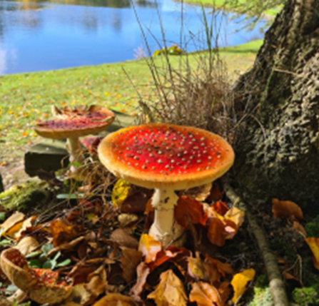 Fly agaric