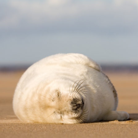 Grey seal pup asleep on beach