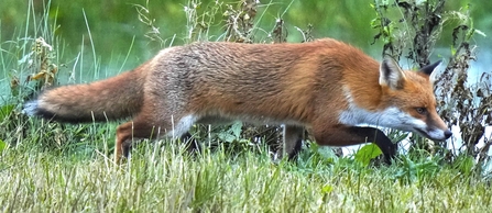 Fox at Lunt Meadows