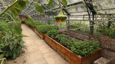 Beds of indigo being grown