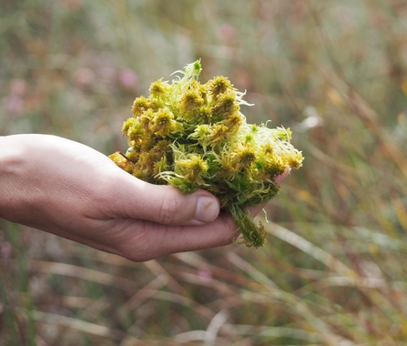 Green sphagnum moss held in a hand