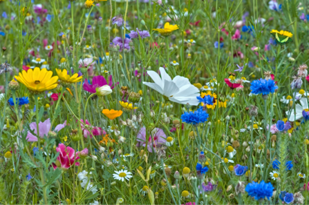 Colourful wildflower meadow