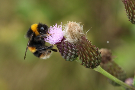 buff-tailed bumblebee close up