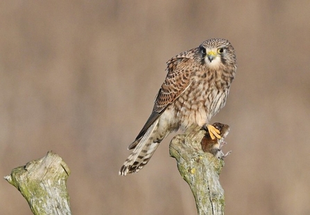 Kestrel perched at Lunt meadows