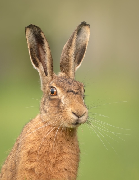 Brown Hare